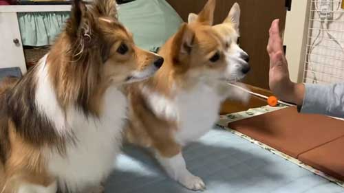 コーギーのハイタッチ