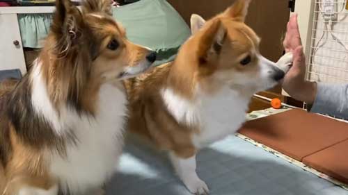 うれしそうなコーギー