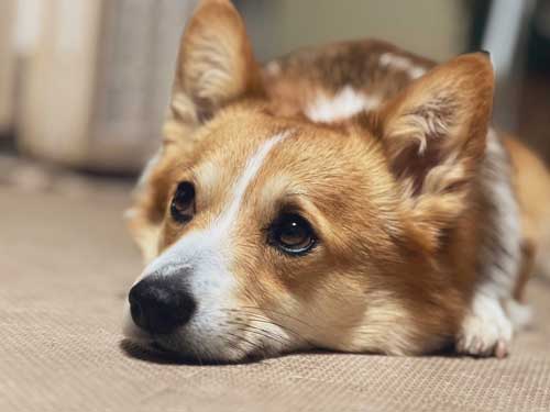 コーギーの上目遣い