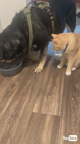 水が飲みたい猫