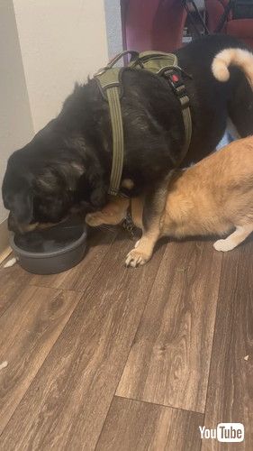 水が飲みたい猫