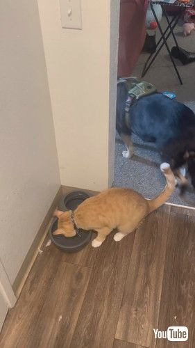 水が飲みたい猫