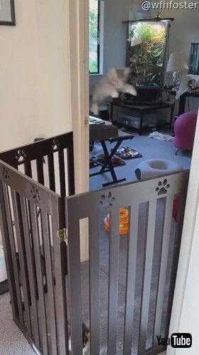 子猫がやってきた