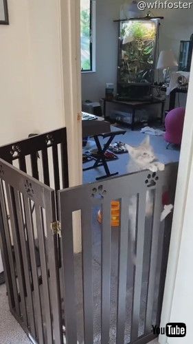 ジャンプした子猫