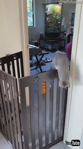 乗り越える子猫