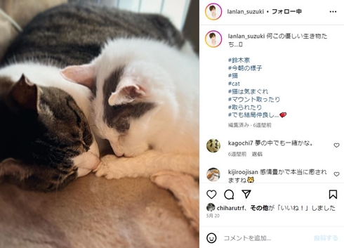 鈴木蘭々の猫