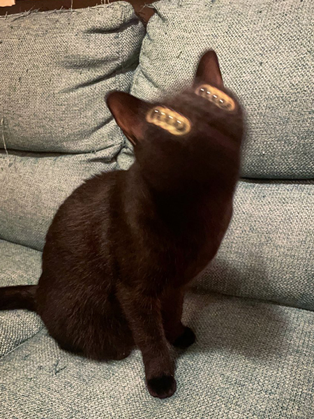 元気すぎる黒猫