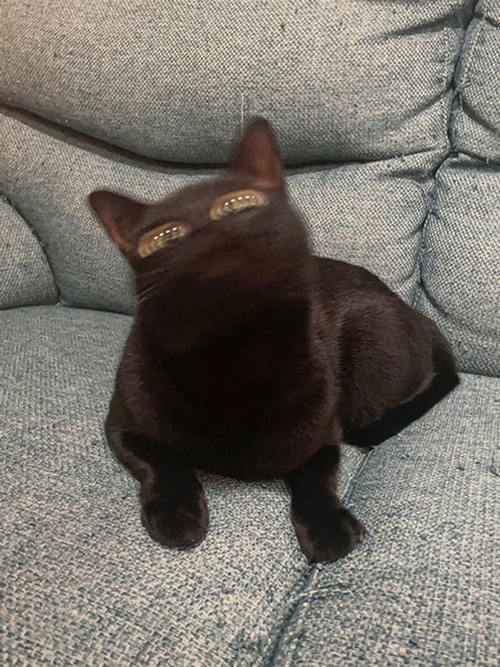 未確認生物のような黒猫