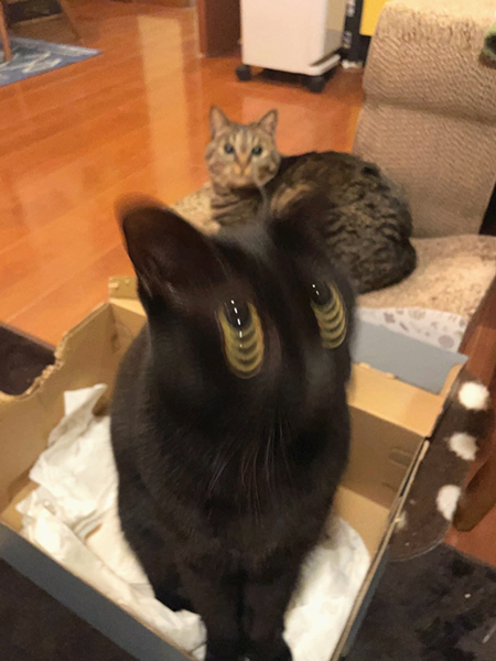 ブレブレの黒猫