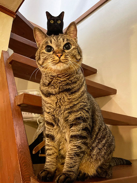 金運大黒猫 Amazon.co.jp: 銀雅堂 招き猫 黒漆色＿右手あげ/金属製＿lucky
