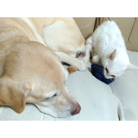 前足くっつけるワンコと猫