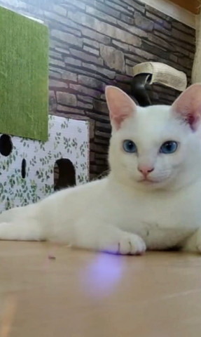 伏せしている白猫