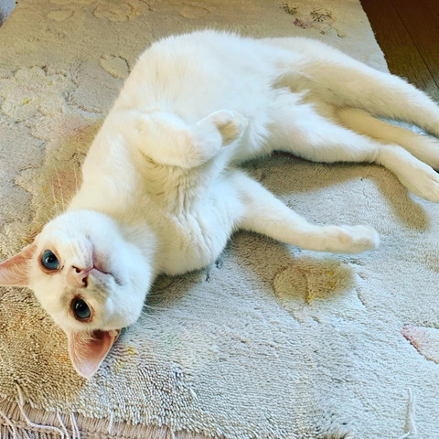 ごろんする白猫