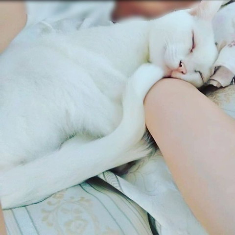 寝てる白猫