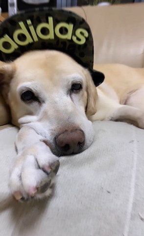 帽子かぶってるワンコ