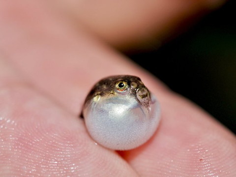 クサフグ赤ちゃん手のひら