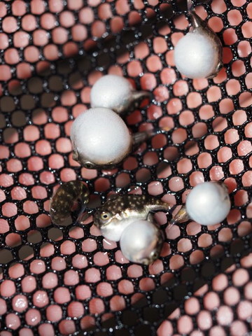 網の上にクサフグの赤ちゃん