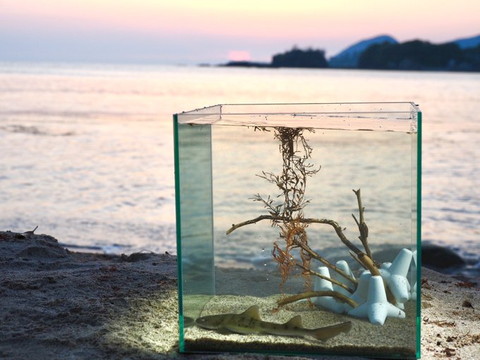 プードル感出たワンコ正面