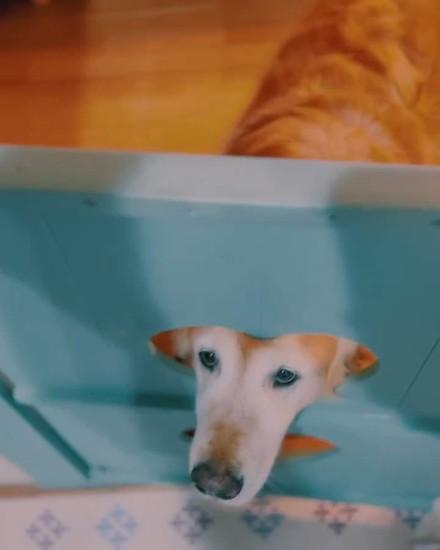 穴から顔を出す犬