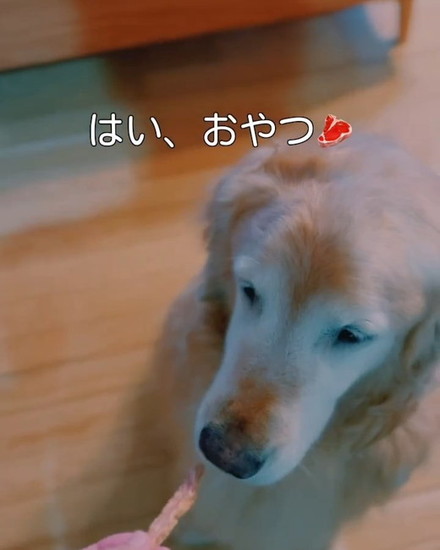 ジャーキーを食べる犬