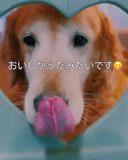 舌を出す犬