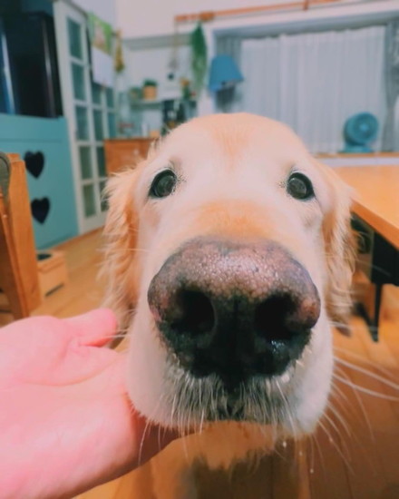 あごを乗せる犬