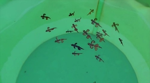 トビウオの幼魚が神秘的