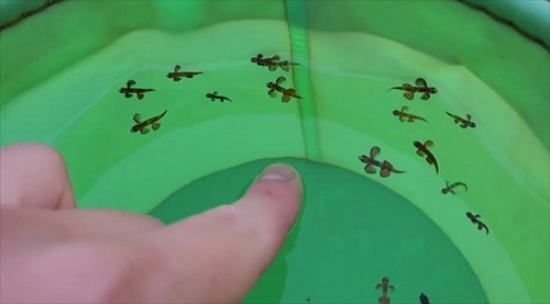 離れていくトビウオの幼魚