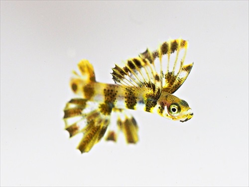 藻のようなトビウオの幼魚