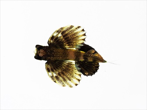 見た目が昆虫っぽいアヤトビウオの幼魚