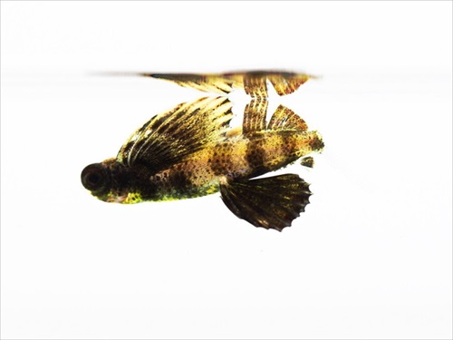 アヤトビウオの幼魚別の角度から