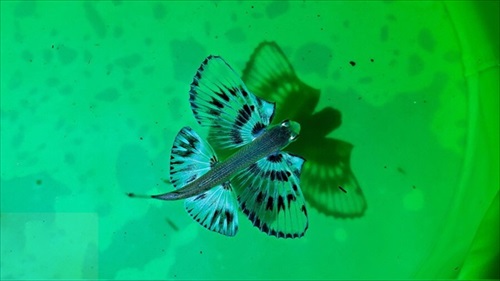 花びらのように美しいニノジトビウオの幼魚