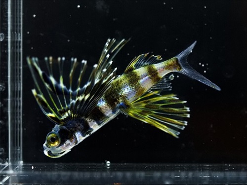 アゴひげが特徴のオオメナツトビの幼魚