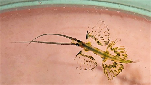 アゴひげがさらに長〜いウケグチトビウオの幼魚