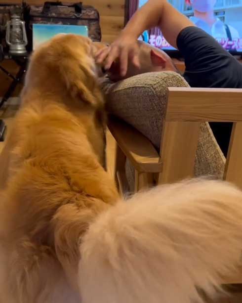 お父さんのスキンヘッドをなめるゴールデンレトリバー