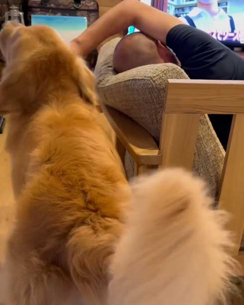 お父さんのスキンヘッドをなめるゴールデンレトリバー