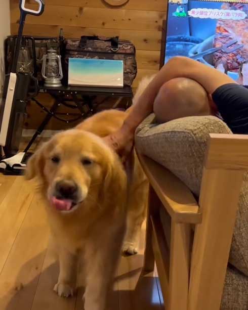 お父さんのスキンヘッドをなめるゴールデンレトリバー