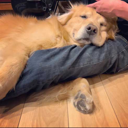 ナデナデされるゴールデンレトリバー