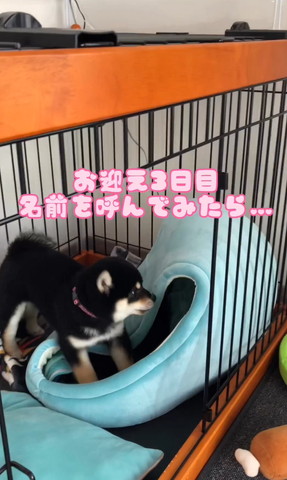 柴子犬