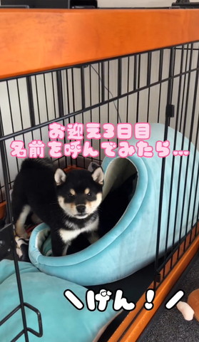 ケージの中でカメラ目線のワンコ