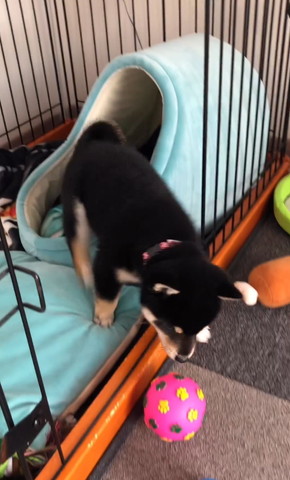 ケージからでてくるワンコ