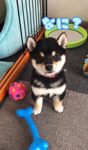 お座りしてるワンコ