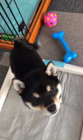 上見上げるワンコ