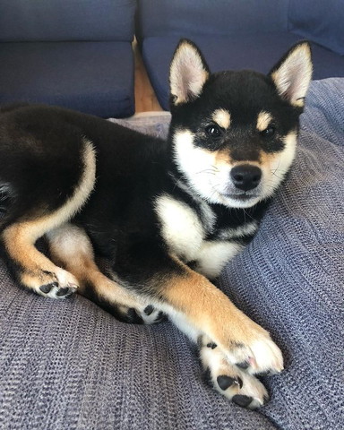 ソファでくつろぐワンコ