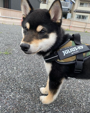 ハーネスつけてるワンコアップ