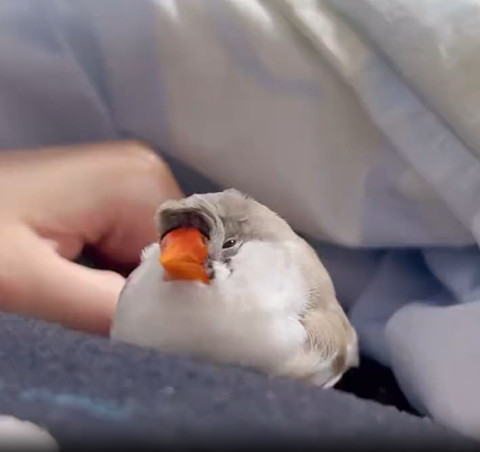 布団でおねむな鳥