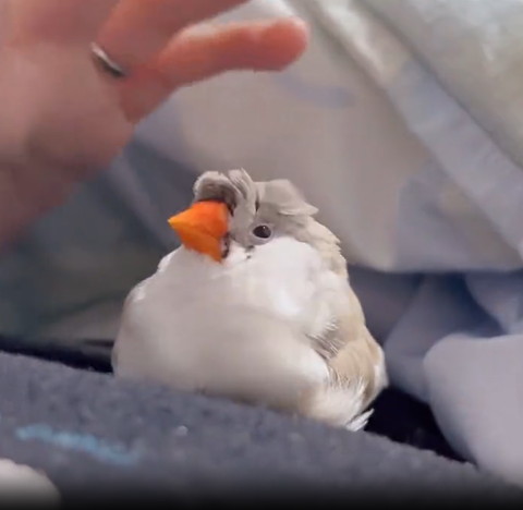 手のひらを見る鳥