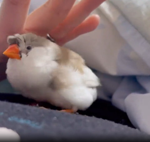 手のひらに寄っていく鳥