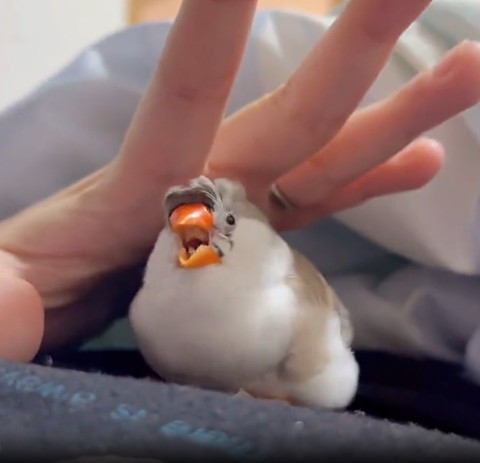 手のひらの下で鳴いてる鳥