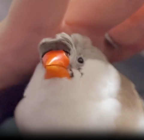 手のひらの下に鳥アップ